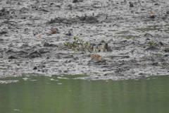 Calidris subminuta
