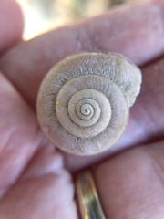 Helminthoglypta tudiculata