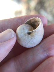 Helminthoglypta tudiculata
