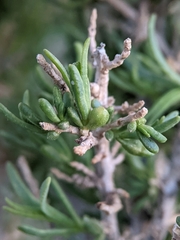 Protaplonyx sarcobati