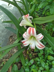 Hippeastrum reticulatum