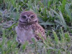 Athene cunicularia floridana