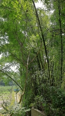 Bambusa stenostachya