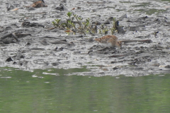 Calidris subminuta