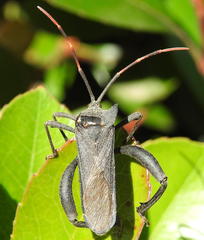 Elasmopoda
