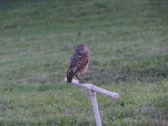 Athene cunicularia floridana