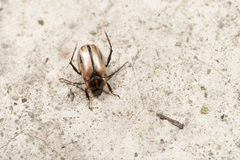 Anomala nigrolineata