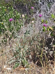 Cirsium occidentale occidentale