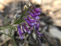 Vicia villosa