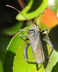 Elasmopoda