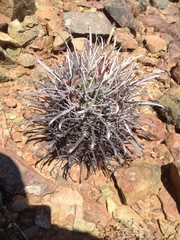Ferocactus peninsulae