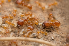 Pheidole fervida
