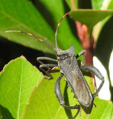 Elasmopoda