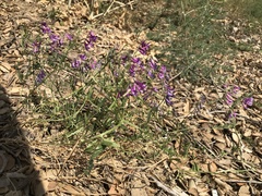Vicia villosa