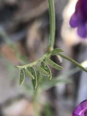 Vicia villosa