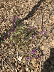 Vicia villosa