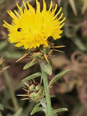 Centaurea sicula