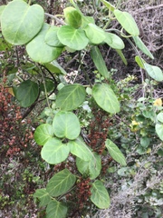 Cynanchum obtusifolium