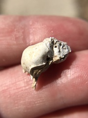 Vertebrata
