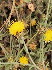 Centaurea sicula