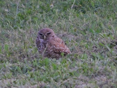 Athene cunicularia floridana