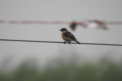Saxicola stejnegeri