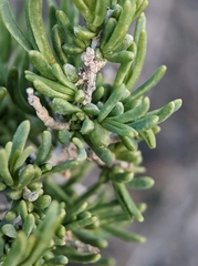 Protaplonyx sarcobati