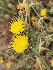 Centaurea sicula