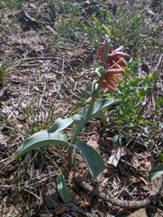Fritillaria glauca