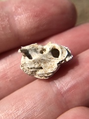 Vertebrata