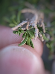 Protaplonyx sarcobati