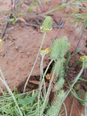 Ceratocephala