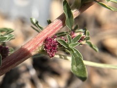 Amaranthus albus