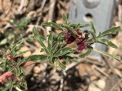 Amaranthus albus