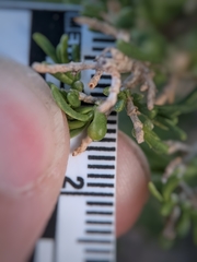 Protaplonyx sarcobati