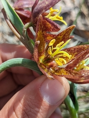 Fritillaria glauca