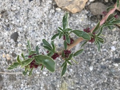 Amaranthus albus