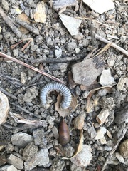 Atopetholidae