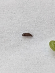 Protaplonyx sarcobati