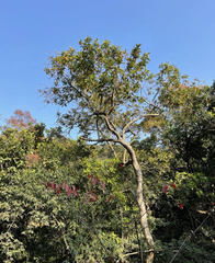 Rhus javanica