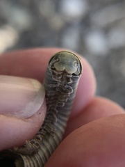 Atopetholidae