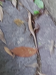 Plestiodon japonicus