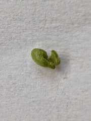 Protaplonyx sarcobati