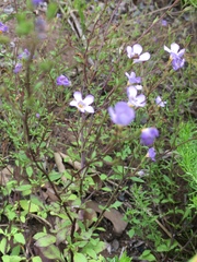 Chaenostoma cordatum