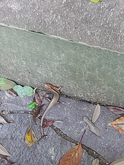 Plestiodon japonicus