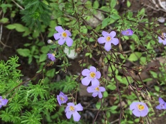 Chaenostoma cordatum