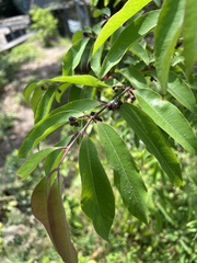 Cratoxylum cochinchinense