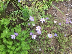 Chaenostoma cordatum