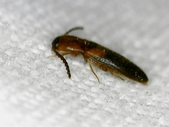 Ampedus areolatus