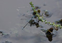Lestes forficula